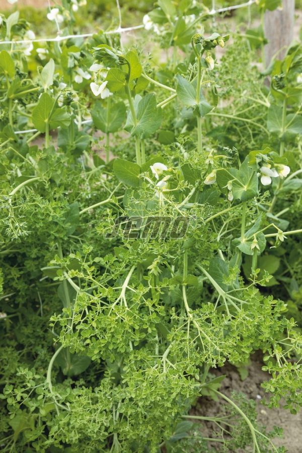 Hrach kučeravý AKACIA 15 g SEMO - Image 2