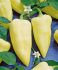 Paprika sladká MONANTA 1 g Moravoseed