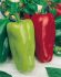 Paprika sladká SLOVAKIA 1 g Moravoseed