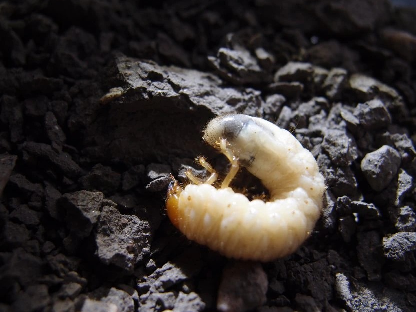 Nemagreen ( 5 mil .) – Obrázok 3