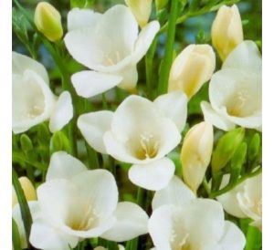 Frézia single white