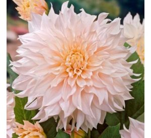 Georgína hľuzy Gigantflower Cafe au Lait