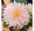 Georgína hľuzy Gigantflower Cafe au Lait