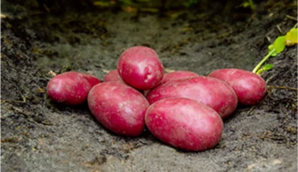 Zemiaky sadbové 5 kg RED BULLET červené