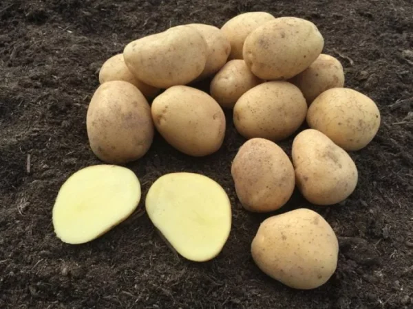 Zemiaky sadbové 5 kg VIVALDI NLC1 žlté