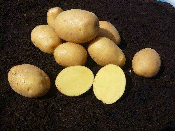 Zemiaky sadbové Marabel