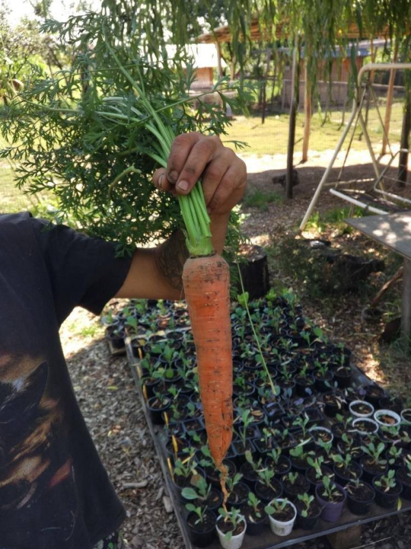 HUMAC® Agro Prírodný stimulátor úrodnosti pôdy 5 kg - Image 10