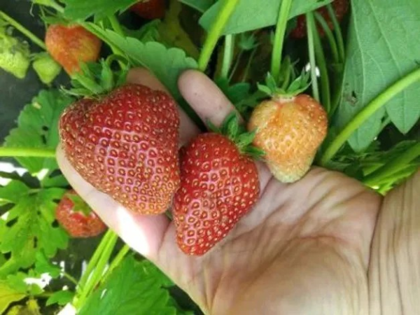 HUMAC® Agro Prírodný stimulátor úrodnosti pôdy 5 kg - Image 11
