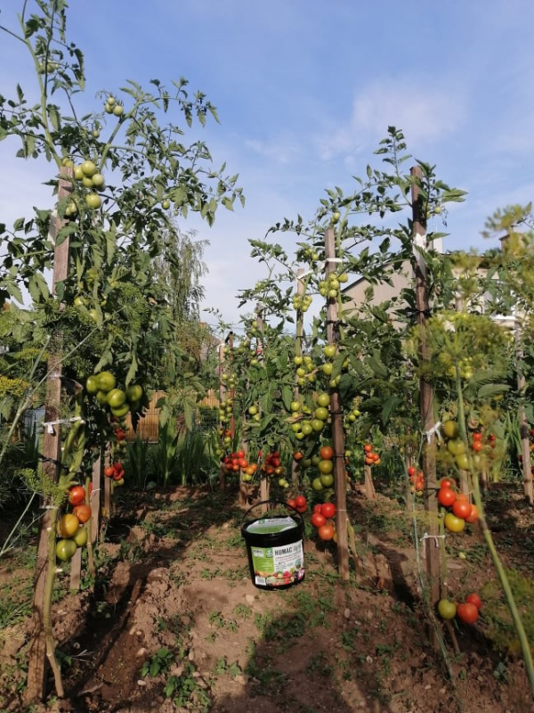 HUMAC® Agro Prírodný stimulátor úrodnosti pôdy 5 kg - Image 13