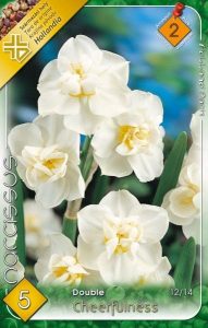 Narcis Cheerfulness