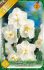 Narcis Cheerfulness