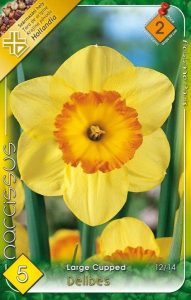 Narcis Delibes 1