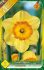 Narcis Delibes 1