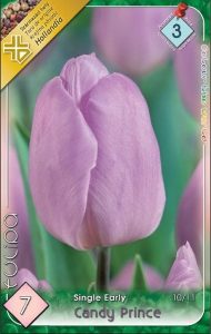 Tulipán Candy Prince