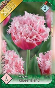 Tulipán Queensland