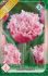 Tulipán Queensland
