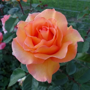 Ruža Doris Tysterman detail