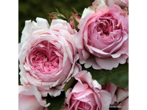 Ruža kríčková Alexandra® Princesse de Luxembourg