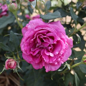 Ruža kríčková Carmen Würth ®