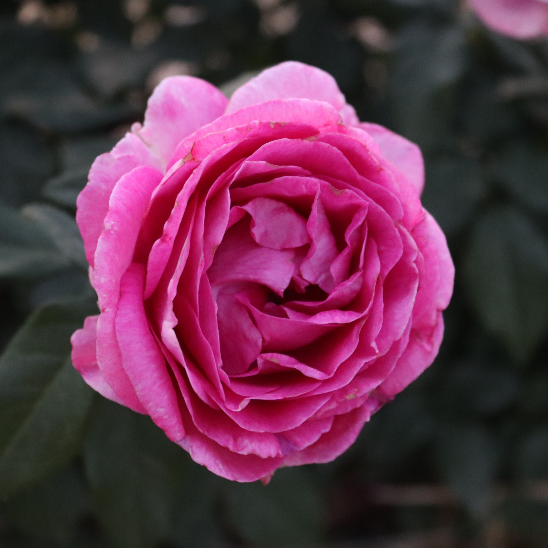 Ruža kríčková Carmen Würth ® detail kvetu