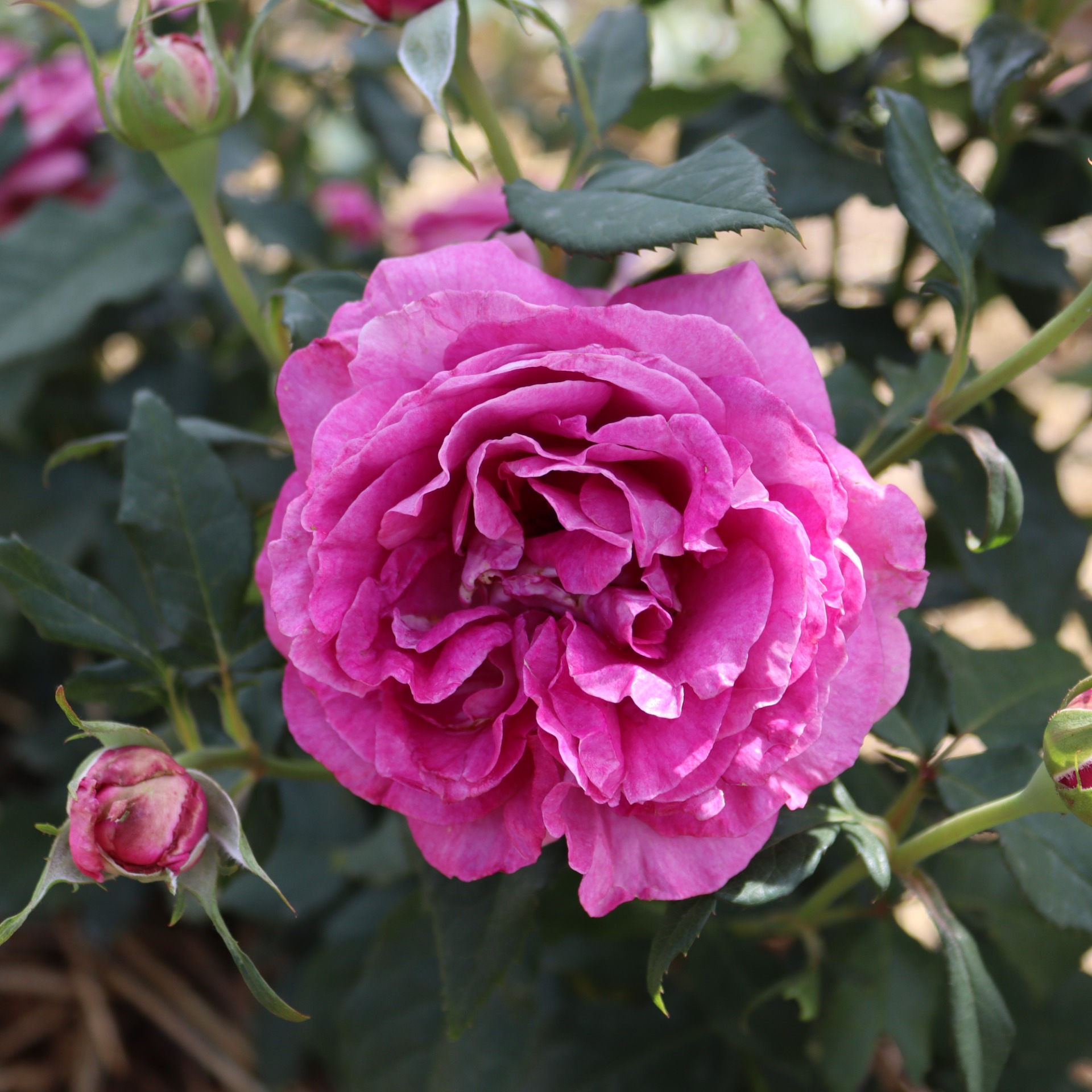 Ruža kríčková Carmen Würth ®