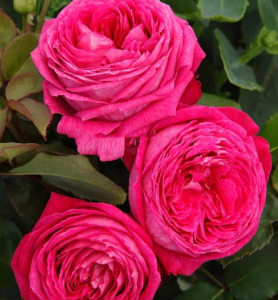 Ruža kríčková Freifrau Caroline®