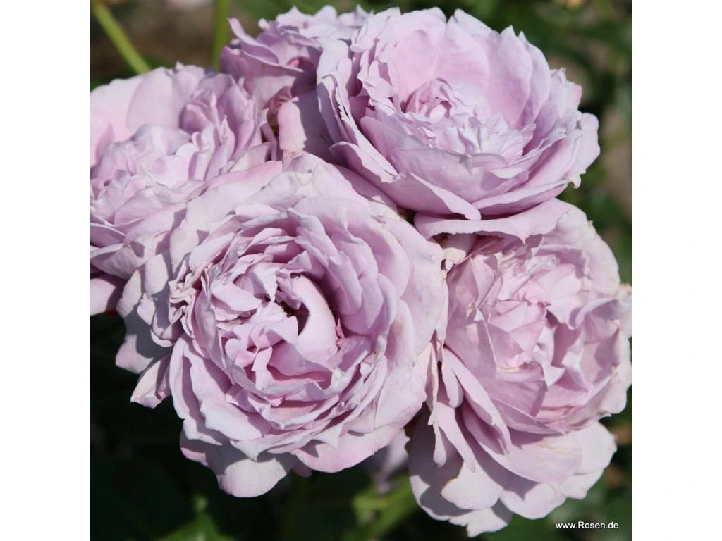 Ruža kríčková Novalis® detail kvetu