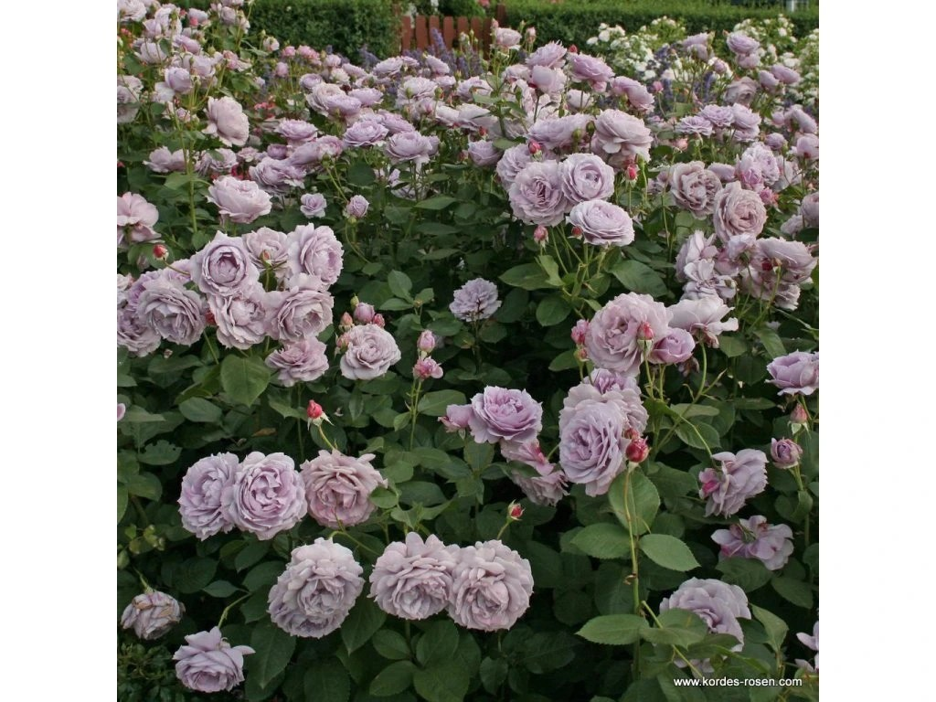 Ruža kríčková Novalis® detail rastliny