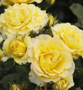 Ruža kríčková Sunmaid®