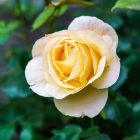 Mnohokveté ruže Floribunda, Polyantha