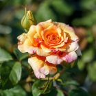 Veľkokveté ruže Čajohybridy