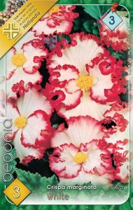 Begonia Crispa marginata White 3ks