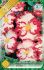 Begonia Crispa marginata White 3ks