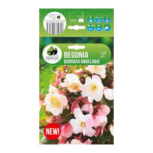 Begonia ODORATA ANGELIQUE 2 ks