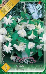 Begonia Pendula White 3 ks