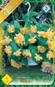 Begonia Pendula yellow 3 ks