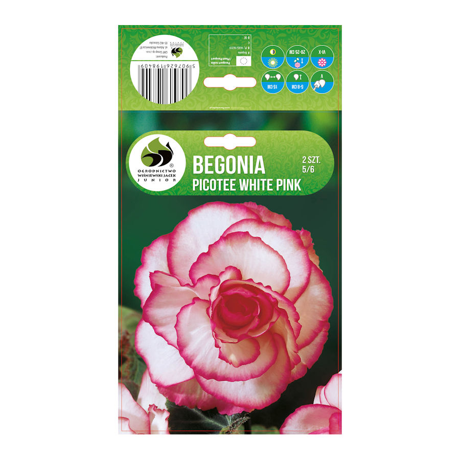 Begonia Picotte pink-white 2 ks