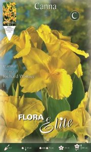 Canna Richard Wallace Kana