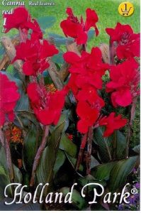 Canna redleaves red Kana