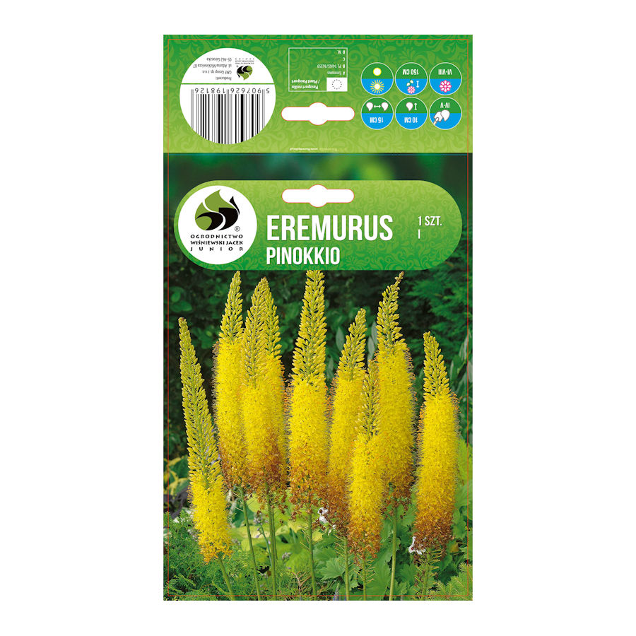 Eremurus Pinokkio 1 ks I.
