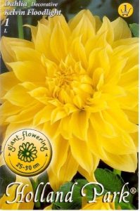 Georgína hľuzy Kevin Floodlight