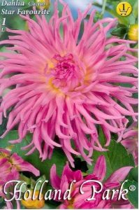 Georgína hľuzy Star Favourite