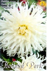 Georgína hľuzy Tsuki Yori No Shisha