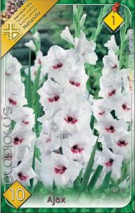 Gladiola Ajax 10 ks