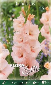 Gladiola Apricot Beauty 10 ks detail
