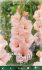 Gladiola Apricot Beauty 10 ks detail