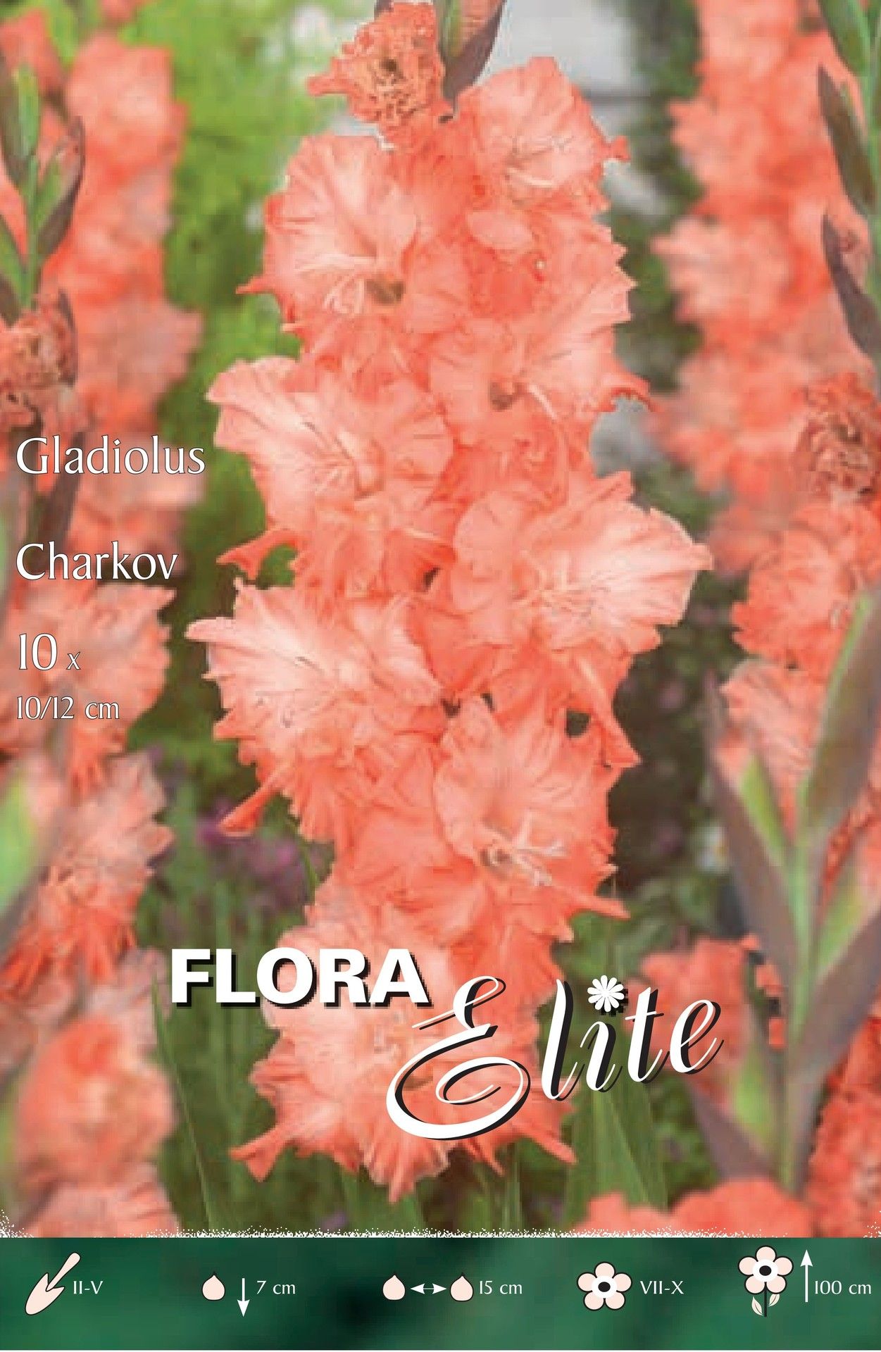 Gladiola Charkov 10 12