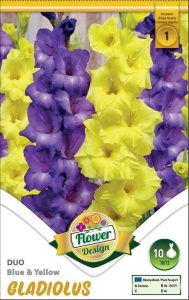 Gladiola Duo Blue and Yellow 10 ks
