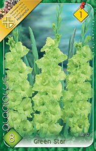 Gladiola Green Star 8 ks