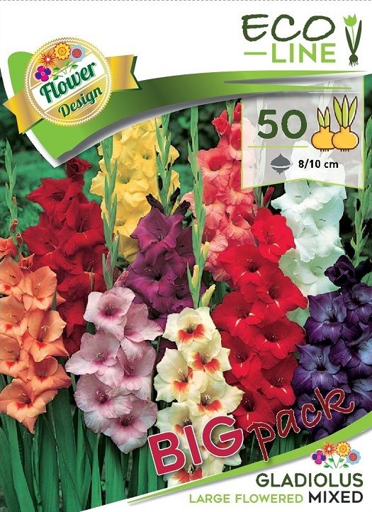 Gladiola Mixed 50 ks